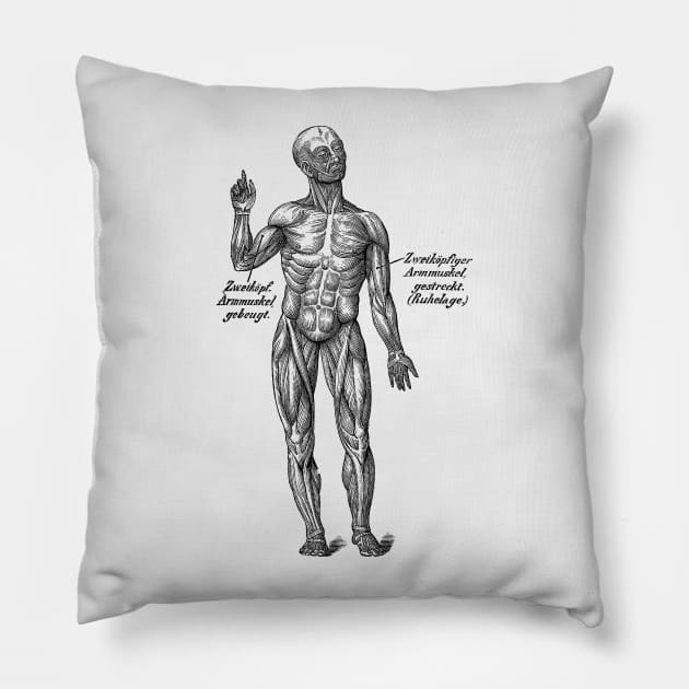 German Diagram Arm Muscular System - Vintage Anatomy Pillow by Vintage Anatomy Prints