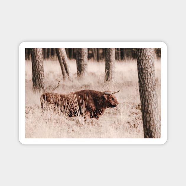 Scottish Highlander in the woods of Deelerwoud in the Netherlands Magnet by Melissa Peltenburg Travel Photography