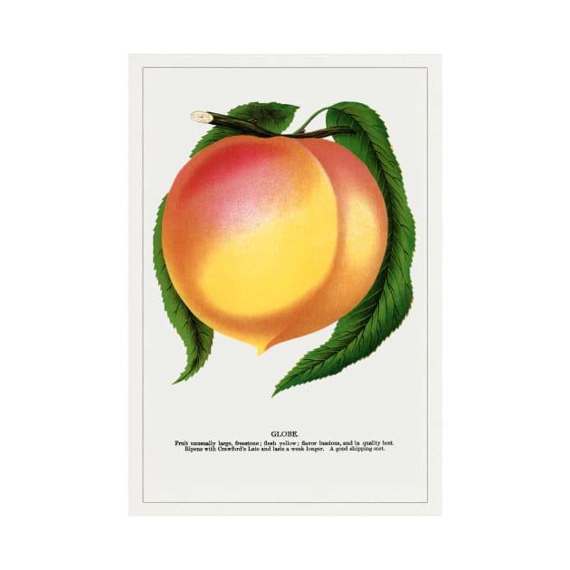 Globe Peach Lithograph (1900) by WAITE-SMITH VINTAGE ART