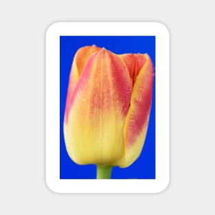 Tulipa  &#39;Candy Corner&#39;   Triumph Tulip Magnet