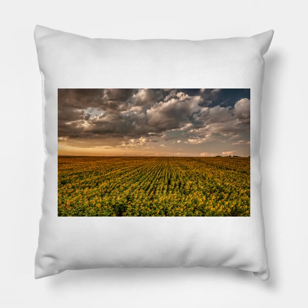 Sunflower Sunset Clouds Pillow by nikongreg