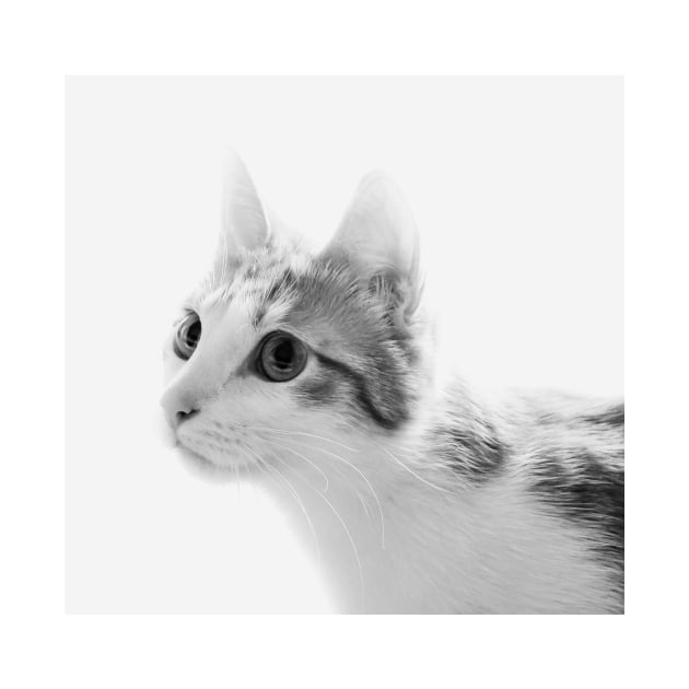 Cat portrait in black and white by lena-maximova