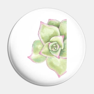 watercolor succulent echeveriamadiba Pin