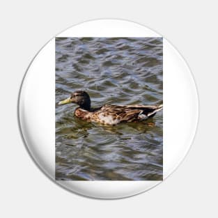 Female Mallard Duck Pin