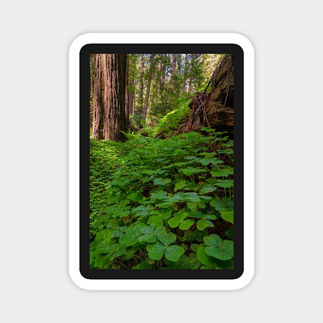 Redwood Sorrel in the Forest Magnet by JeffreySchwartz