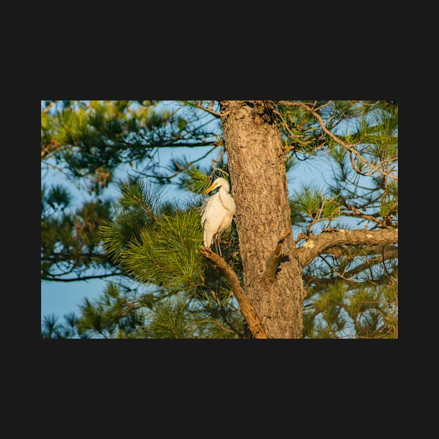 heron in Shallotte by KensLensDesigns