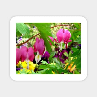 Bleeding Hearts Magnet