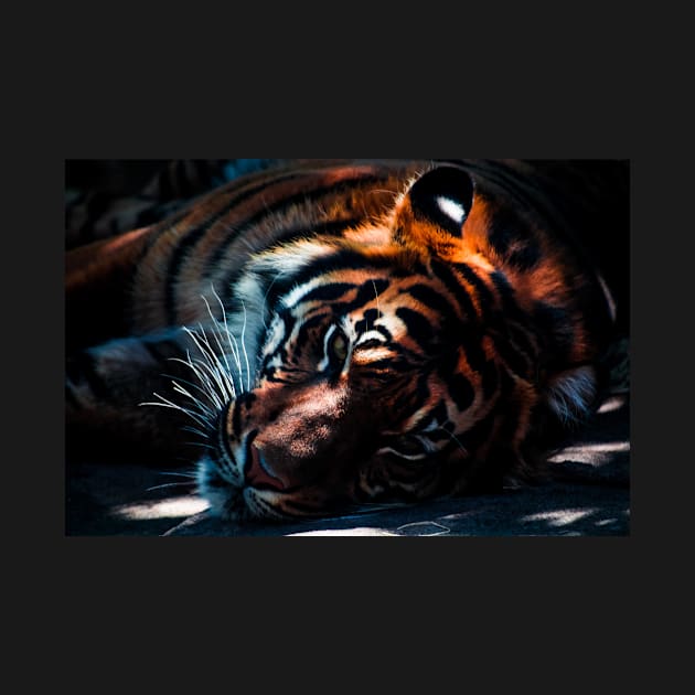 Image: Tiger laying down by itemful