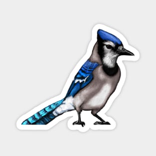 Cute Blue Jay Drawing Magnet