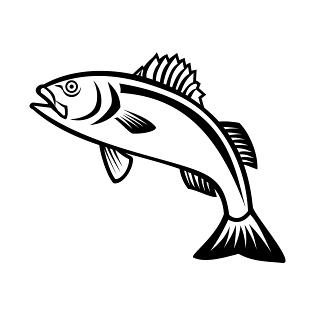 European Seabass Sea Bass or Dicentrarchus Labrax Jumping Up Mascot Black and White by patrimonio