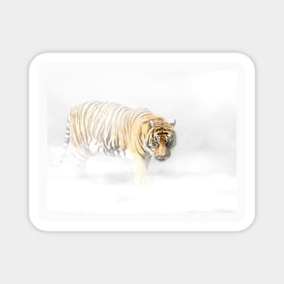 Tiger Animal Feline Wild Life Jungle Nature Freedom Travel Africa Digital Painting Magnet