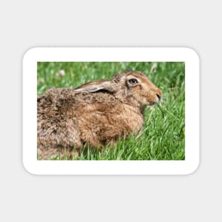 Brown Hare sat in the Grass Magnet