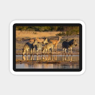 Zebras at Waterhole, Hwange National Park, Zimbabwe Magnet