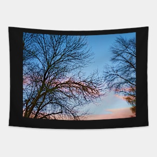 Photo of Leafless Branches Against Morning Sky Tapestry