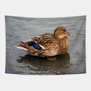 Ms. Mallard Female Duck Hen in Evening Light Tapestry