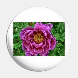 Japanese Tree Peony Pin