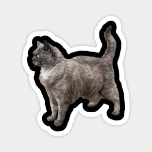 Selkirk Rex Cat Magnet