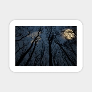 Surreal Haunted Forest During A Full Moon Magnet