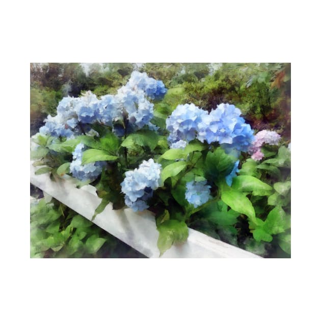 Hydrangea - Blue Hydrangea on White Fence by SusanSavad