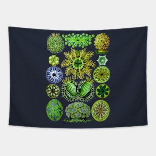 Ernst Haeckel Ascidiae Sea Squirts Green Tapestry