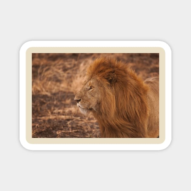 Lion king of the forest Magnet by alexposters