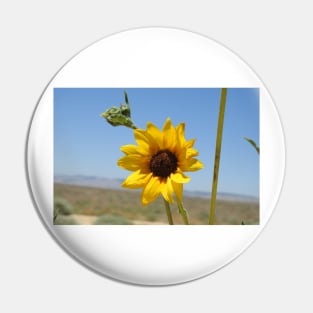 Sun flower, wild flowers, Mojave Desert, California Pin