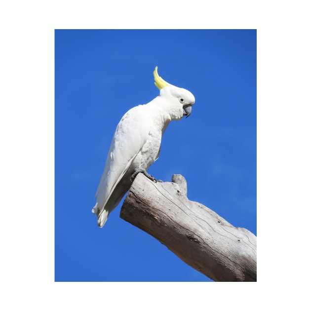 Sulphur Crested Cockatoo by kirstybush