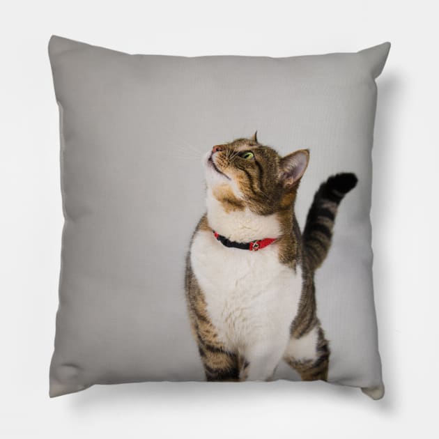 curious cat looking up Pillow by 1STunningArt