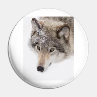 Timber Wolf Pin