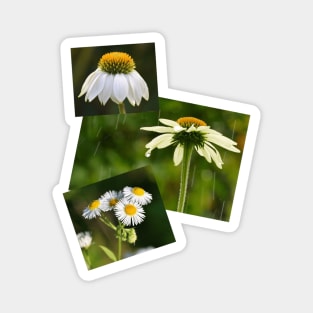 Daisy Daisy Photography Magnet