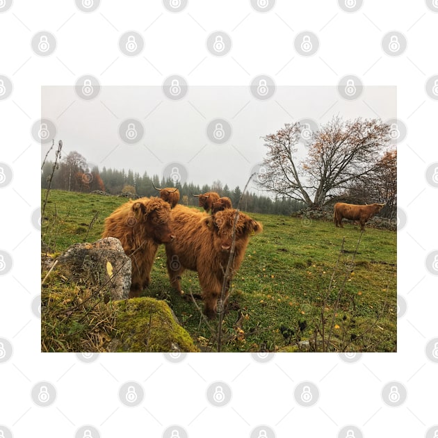 Scottish Highland Cattle Calves 1839 by SaarelaHighland