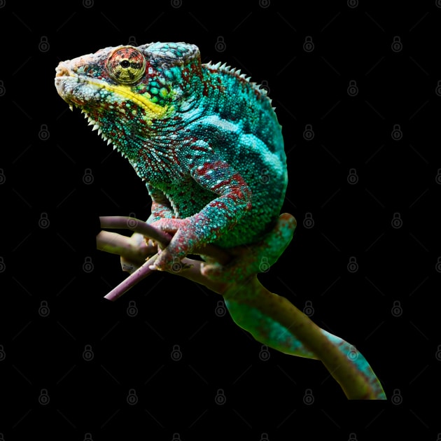 chameleon Zurich by RaphaelWolf