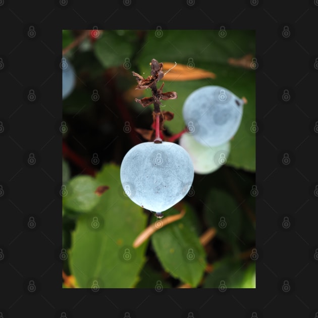 Oregon grape (Mahonia aquifolium) berries in a Pacific Northwest forest by SDym Photography