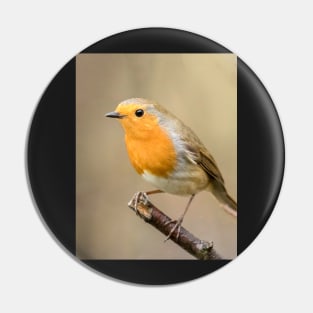 A robin perched in an English garden Pin