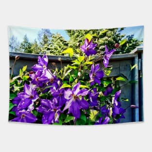 Clematis - Solina Clematis on Fence Tapestry