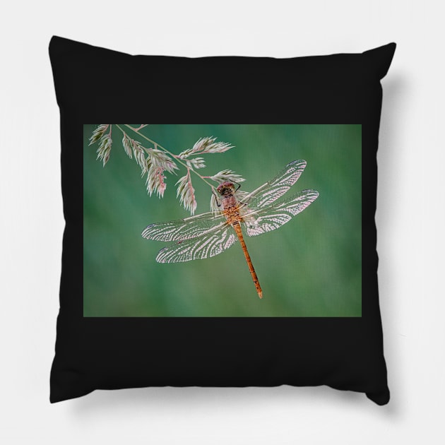 Common Darter Dragonfly on grass Pillow by TonyNorth