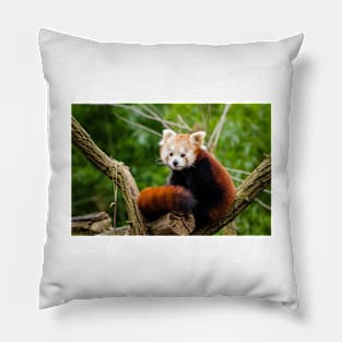 Red Panda Pillow