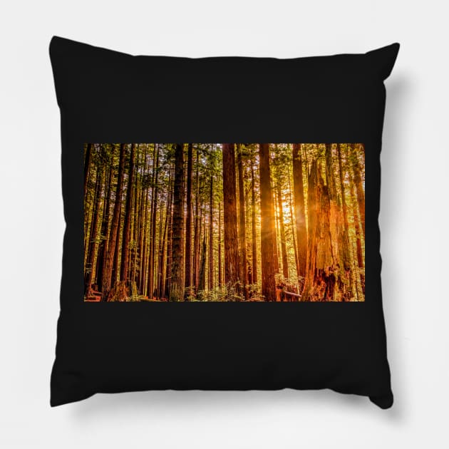 Sunlight in a Redwood Forest Pillow by JeffreySchwartz