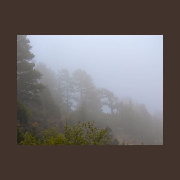 Evergreens in the Mist, Grand Canyon by BrianPShaw