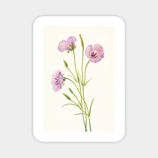 Splendid mariposa lily - Botanical Illustration Magnet