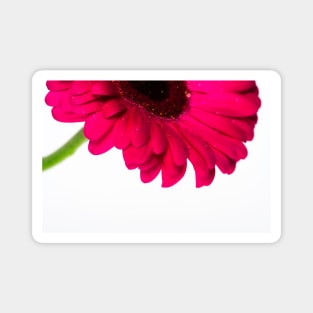 Gerbera VII Magnet