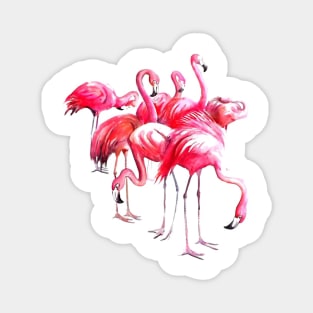 Flamingo's Magnet