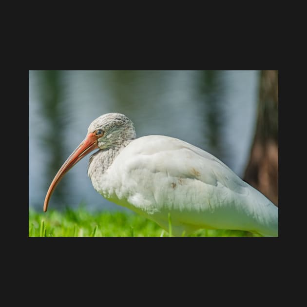 Gatorland Ibis by KensLensDesigns