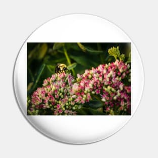 Bee On Sedum Flower 2 Pin