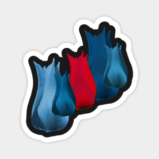 Red and Blue Abstract Tulips Magnet