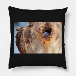 Baby Rainbow Lorikeet In The Nest Pillow