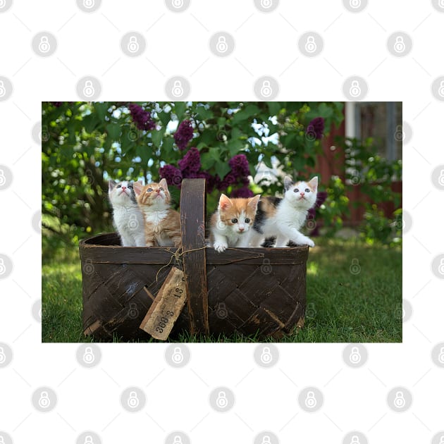 Cute Cats in Basket by Islanr