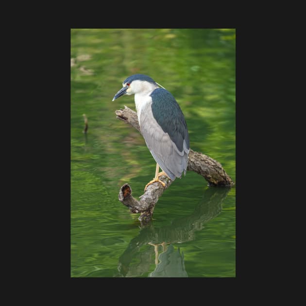 Heron with Green backdrop by jvnimages