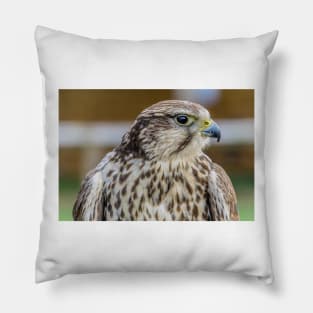 Bird of prey - Kestrel Pillow