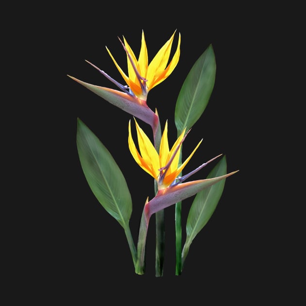 Strelitzia a Tropical Flower in Kenya - Africa by T-SHIRTS UND MEHR